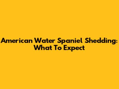 American Water Spaniel Shedding: What To Expect