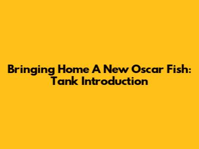 Bringing Home A New Oscar Fish: Tank Introduction