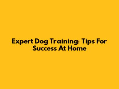Expert Dog Training: Tips For Success At Home