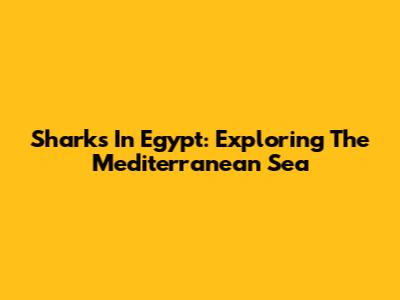 Sharks In Egypt: Exploring The Mediterranean Sea