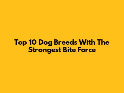 Top 10 Dog Breeds With The Strongest Bite Force
